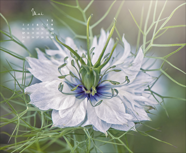 Weitere Ansicht: Floral Art 2027