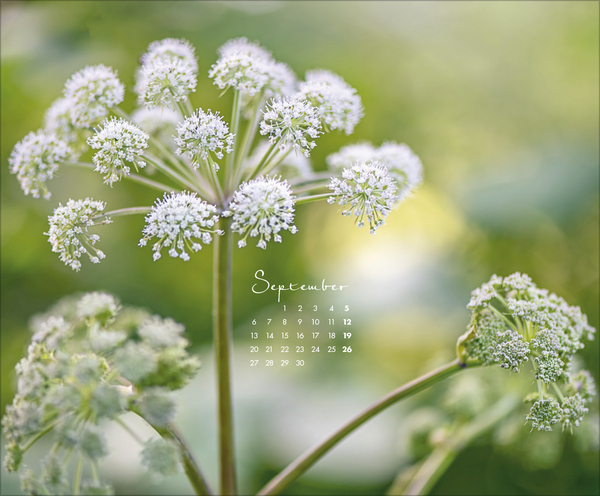 Weitere Ansicht: Floral Art 2027