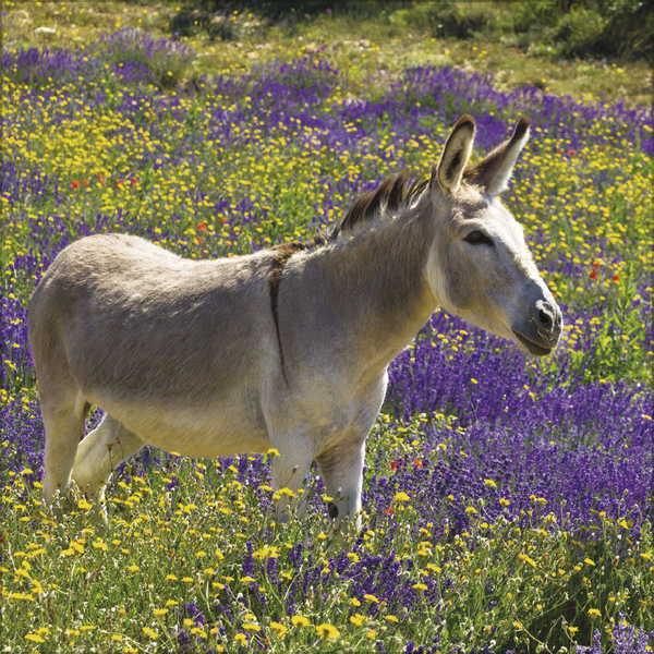 Weitere Ansicht: Esel 2027