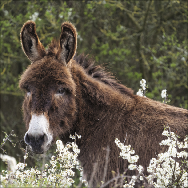 Weitere Ansicht: Esel 2027