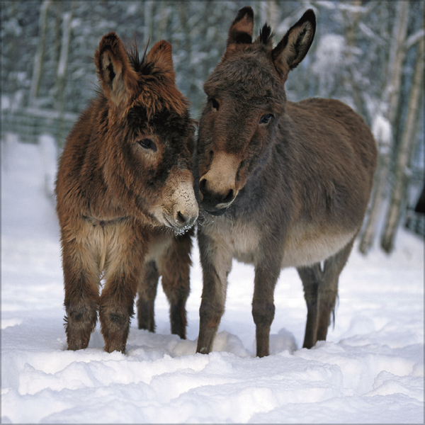 Weitere Ansicht: Esel 2027