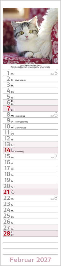 Weitere Ansicht: Katzen Langplaner 2027