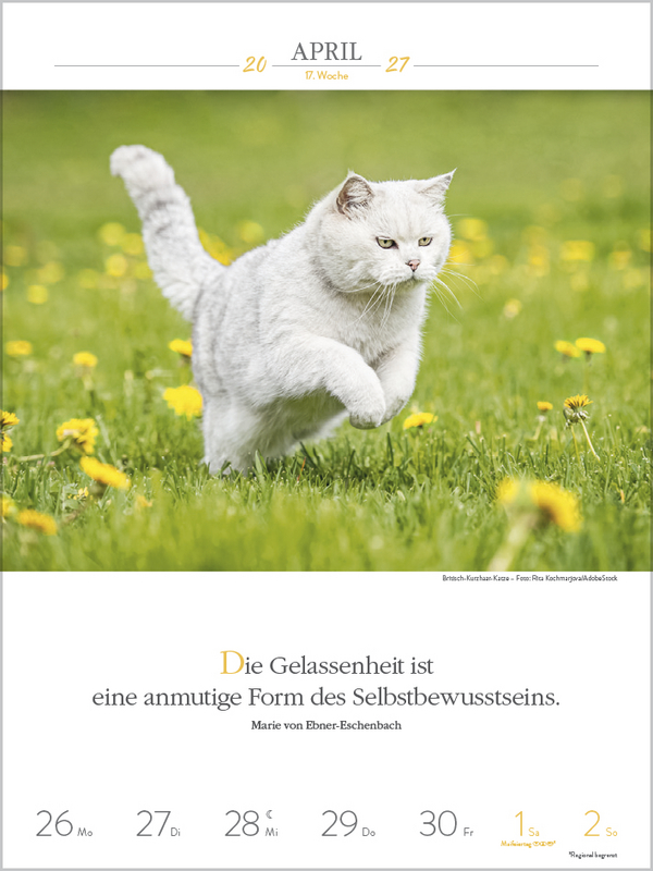 Weitere Ansicht: Literaturkalender Katzen 2027