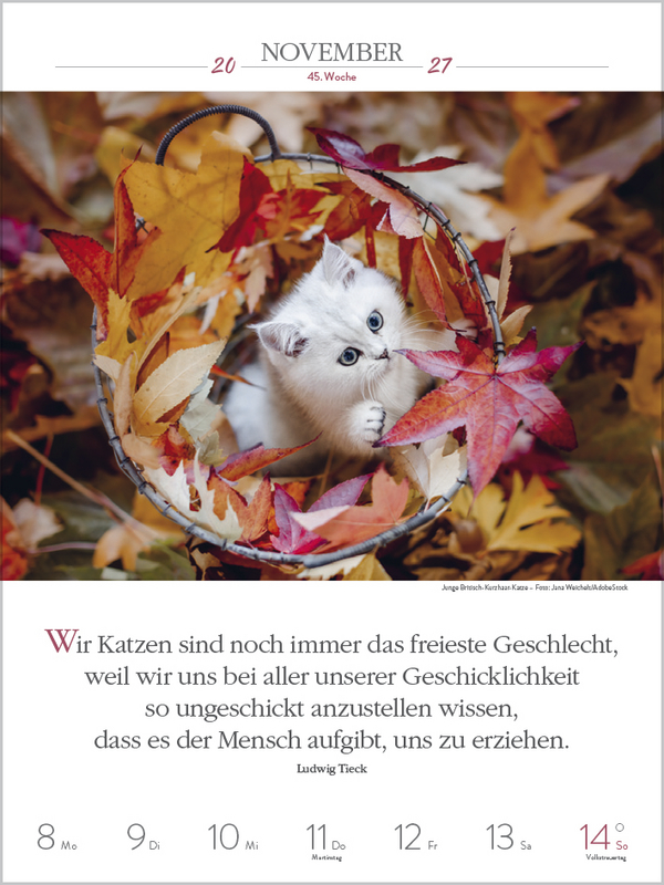 Weitere Ansicht: Literaturkalender Katzen 2027