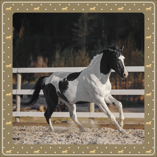 Weitere Ansicht: Pferdekalender 2027