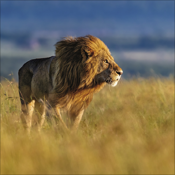 Weitere Ansicht: Big Cats 2027