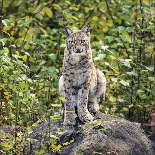 Weitere Ansicht: Big Cats 2027