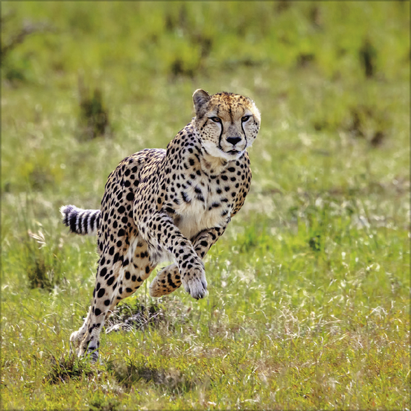 Weitere Ansicht: Big Cats 2027