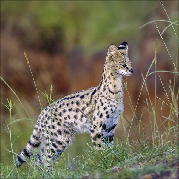 Weitere Ansicht: Big Cats 2027