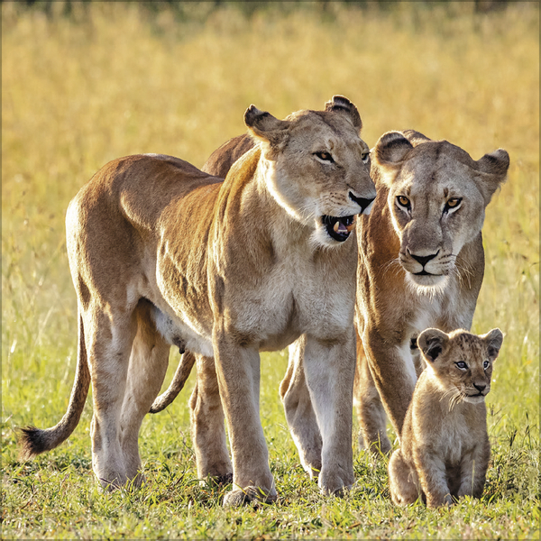 Weitere Ansicht: Big Cats 2027