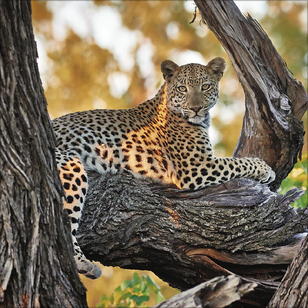 Weitere Ansicht: Big Cats 2027