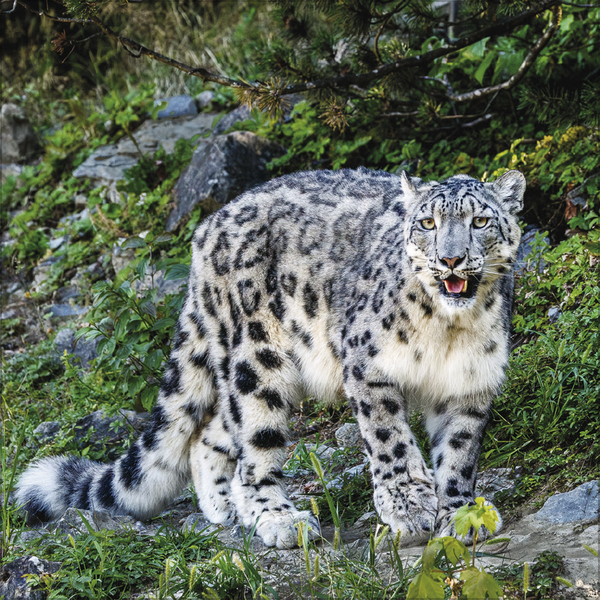 Weitere Ansicht: Big Cats 2027