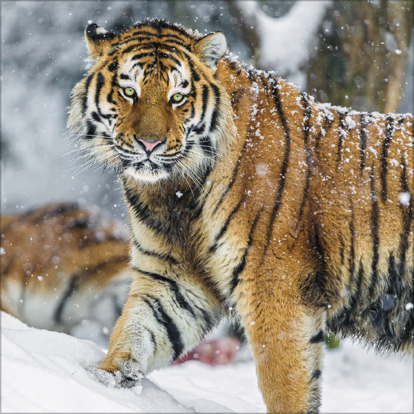 Weitere Ansicht: Big Cats 2027