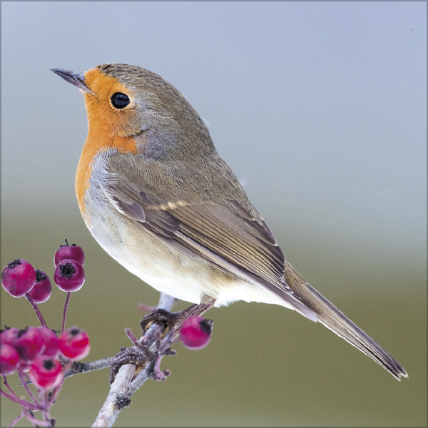 Weitere Ansicht: Vögel 2027