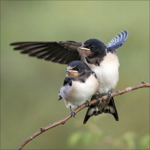 Weitere Ansicht: Vögel 2027