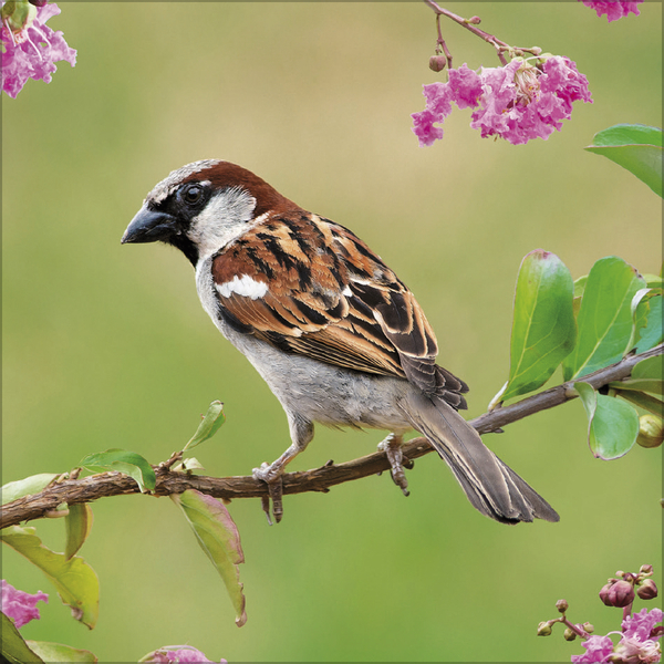 Weitere Ansicht: Vögel 2027