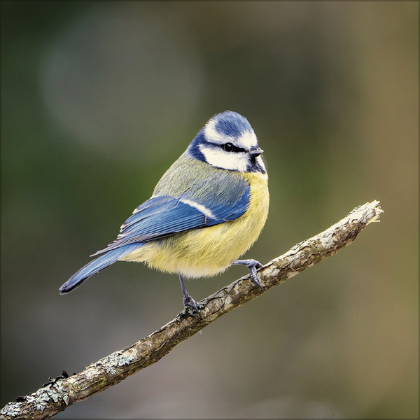 Weitere Ansicht: Vögel 2027
