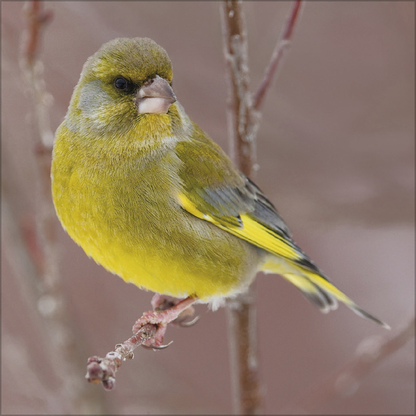Weitere Ansicht: Vögel 2027