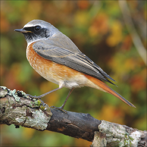 Weitere Ansicht: Vögel 2027