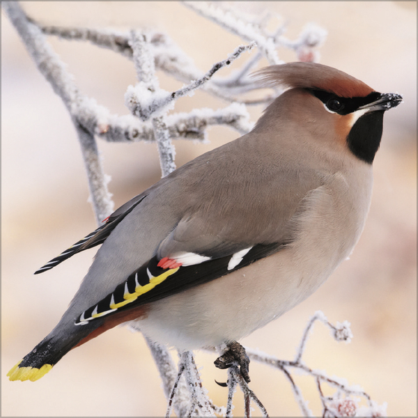 Weitere Ansicht: Vögel 2027