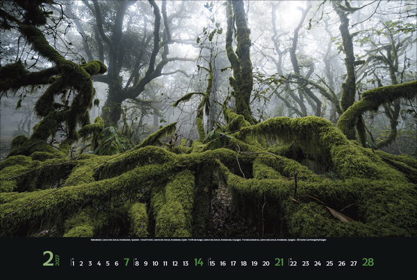 Weitere Ansicht: Magische Wälder 2027