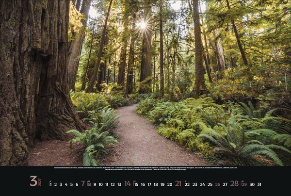 Weitere Ansicht: Magische Wälder 2027