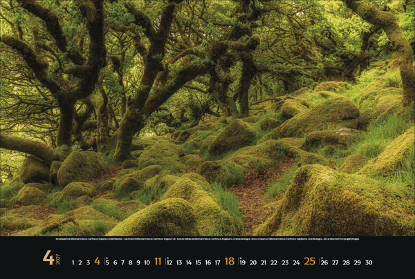 Weitere Ansicht: Magische Wälder 2027