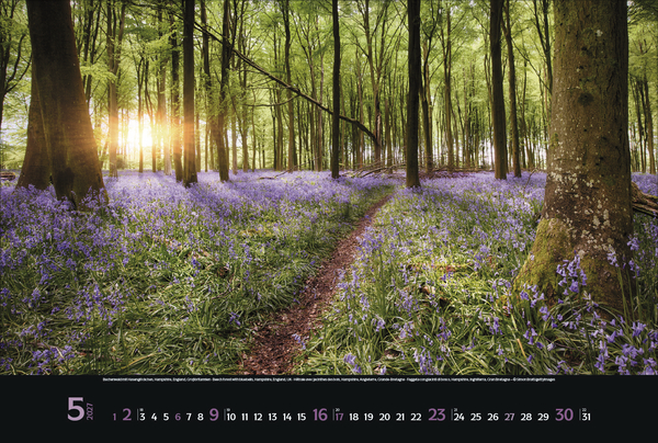 Weitere Ansicht: Magische Wälder 2027