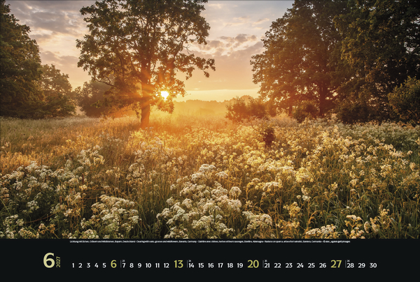 Weitere Ansicht: Magische Wälder 2027