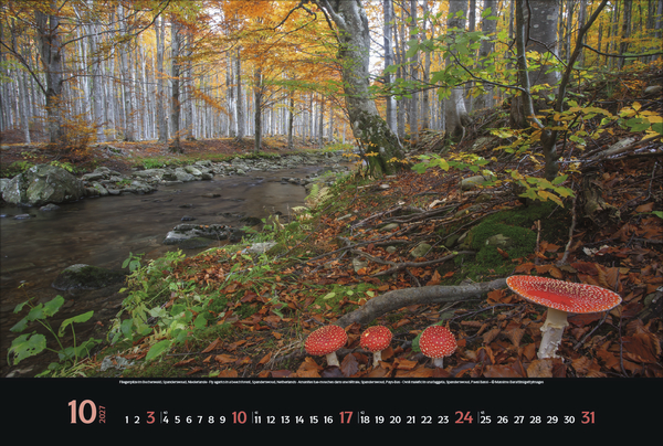 Weitere Ansicht: Magische Wälder 2027