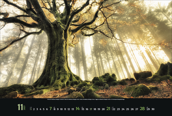 Weitere Ansicht: Magische Wälder 2027