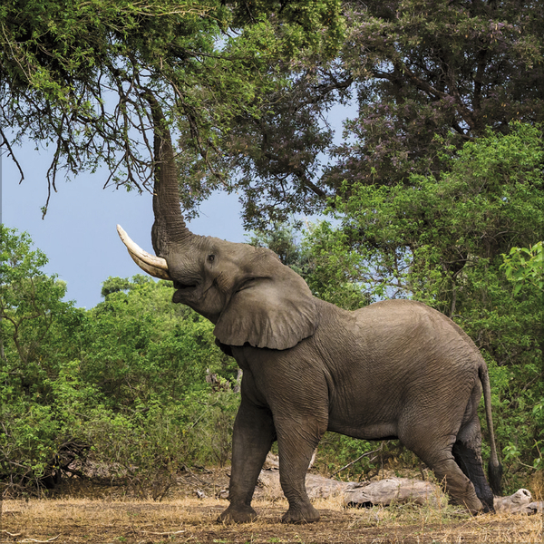 Weitere Ansicht: Elefanten 2027