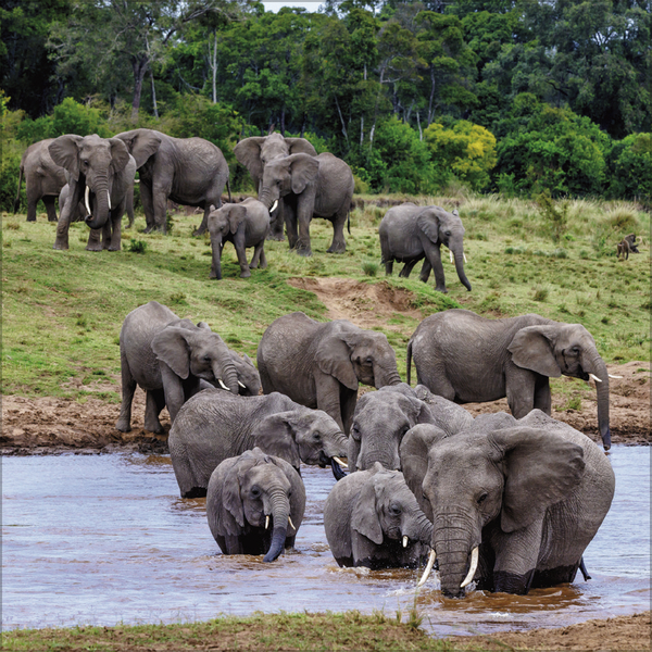 Weitere Ansicht: Elefanten 2027