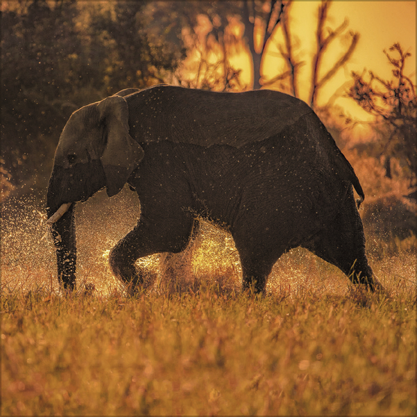 Weitere Ansicht: Elefanten 2027