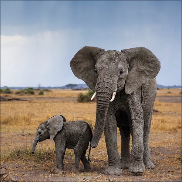 Weitere Ansicht: Elefanten 2027