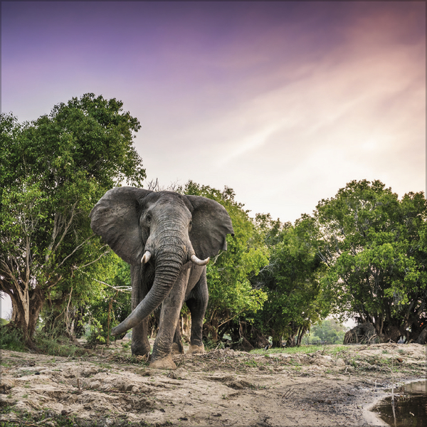 Weitere Ansicht: Elefanten 2027