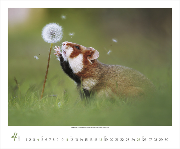 Weitere Ansicht: WaldLife 2027