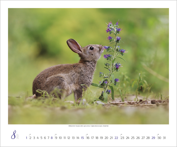 Weitere Ansicht: WaldLife 2027
