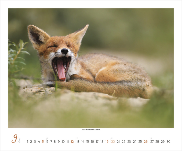 Weitere Ansicht: WaldLife 2027
