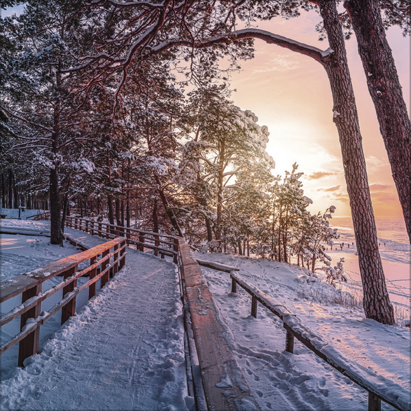 Weitere Ansicht: Magische Wälder 2027