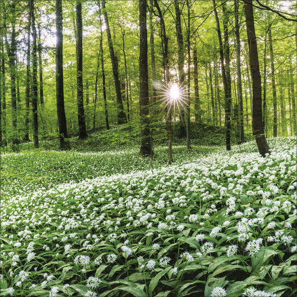 Weitere Ansicht: Magische Wälder 2027