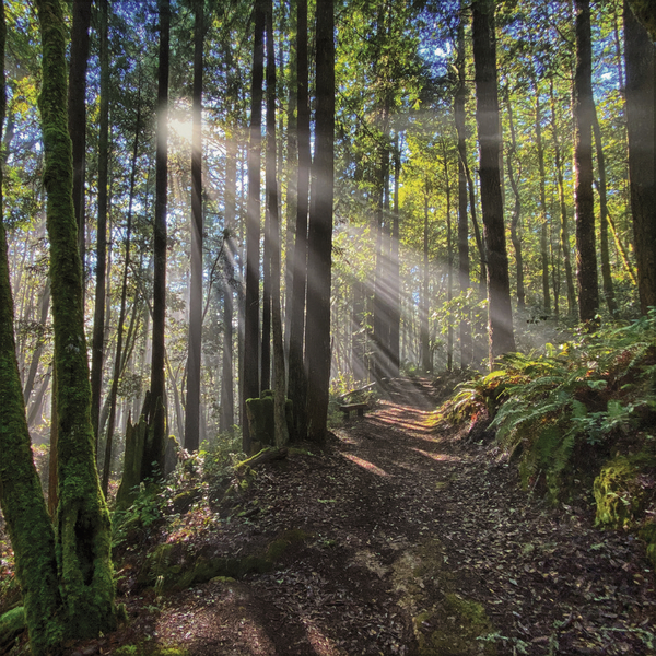 Weitere Ansicht: Magische Wälder 2027