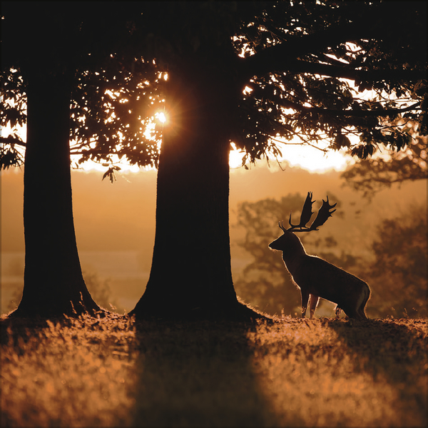 Weitere Ansicht: Magische Wälder 2027