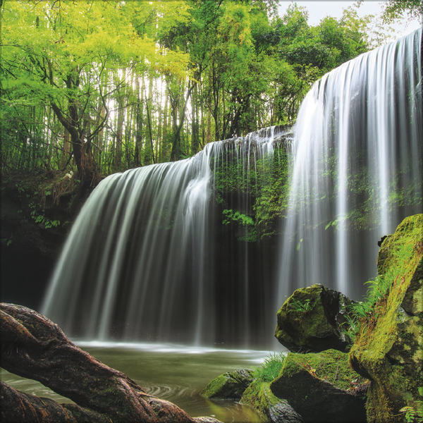 Weitere Ansicht: Magische Wälder 2027