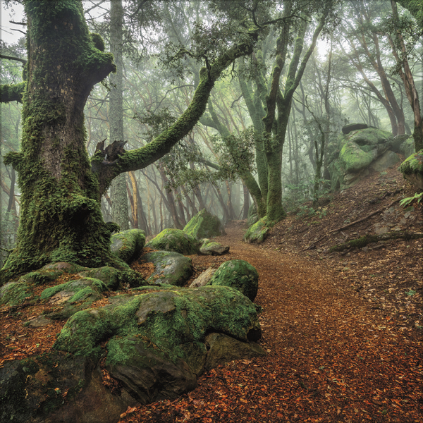 Weitere Ansicht: Magische Wälder 2027