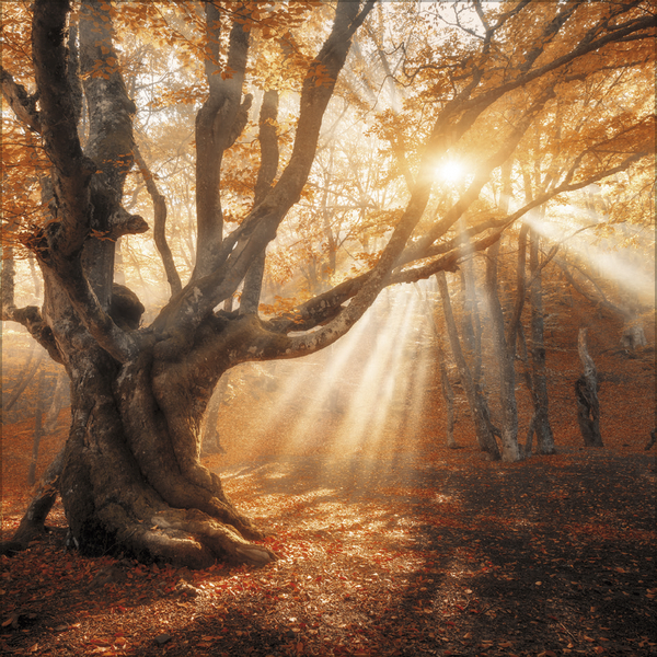 Weitere Ansicht: Magische Wälder 2027