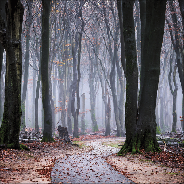 Weitere Ansicht: Magische Wälder 2027