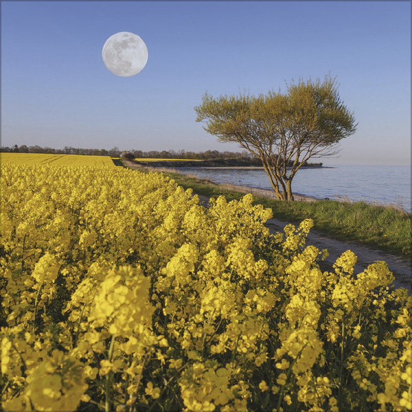 Weitere Ansicht: Der große Mondplaner 2027