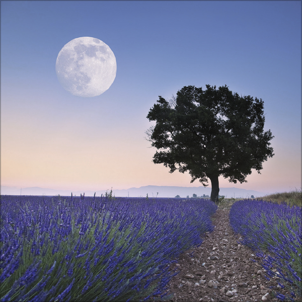 Weitere Ansicht: Der große Mondplaner 2027