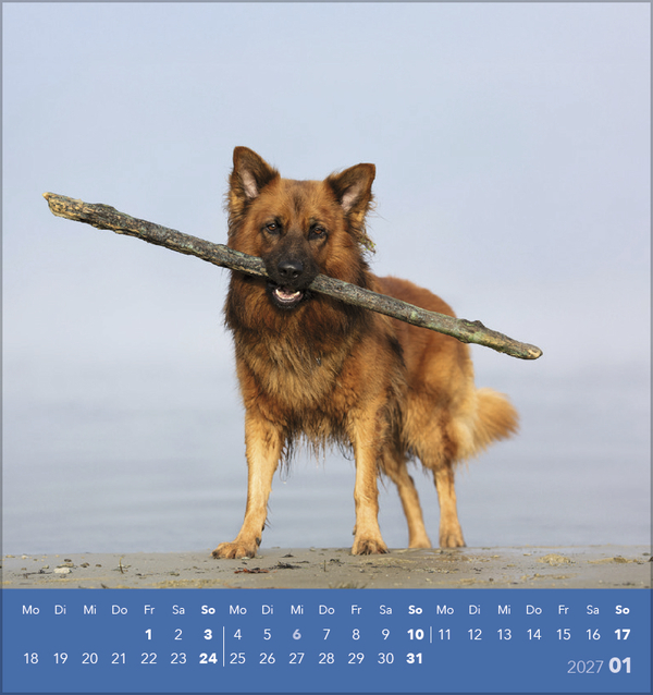 Weitere Ansicht: Hunde 2027